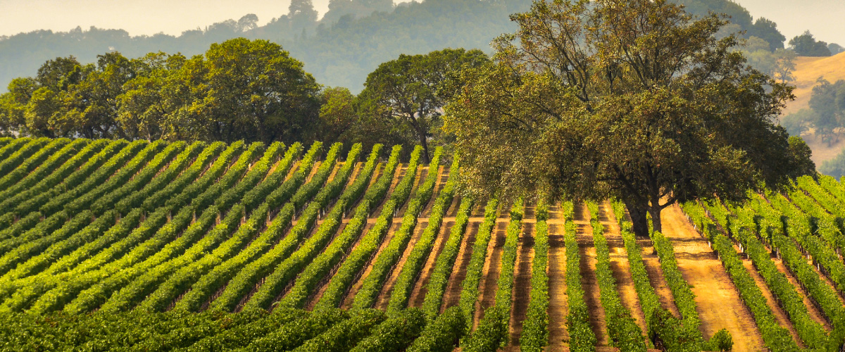 California Vineyard for Screaming Eagle wines